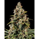 Red Gun Auto Feminized  31% ТГК
